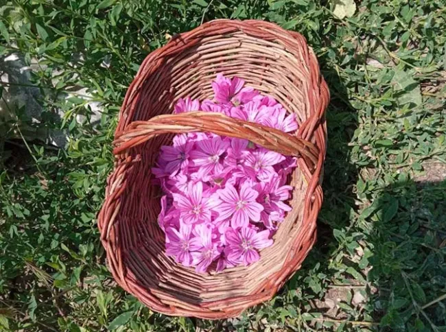 laboratorio creativo i doni del bosco